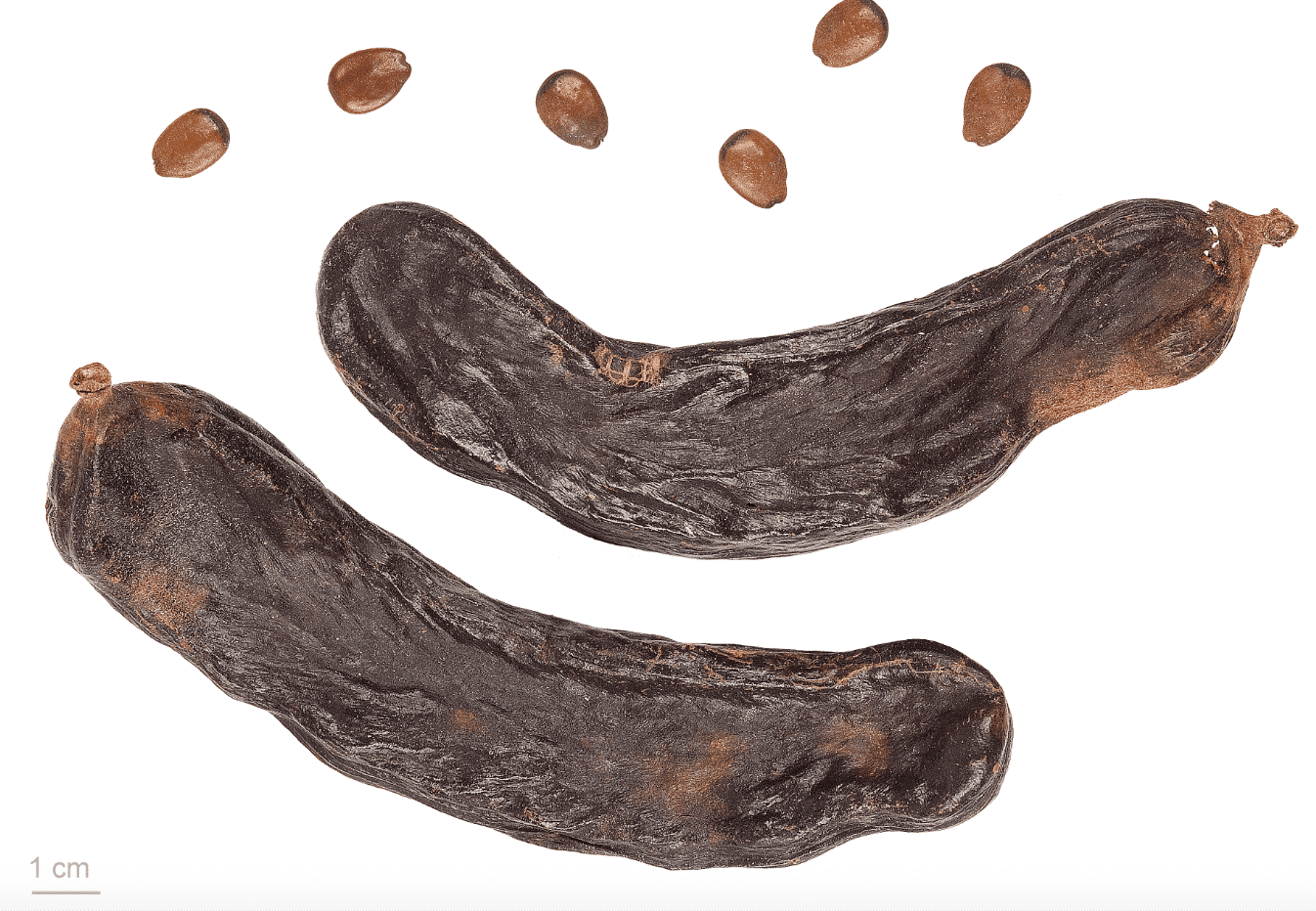 carob seeds