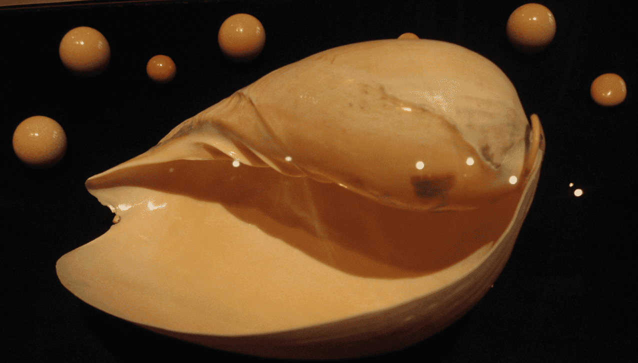 melo melo pearl shell